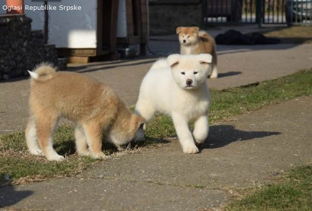 Akita inu, štenci