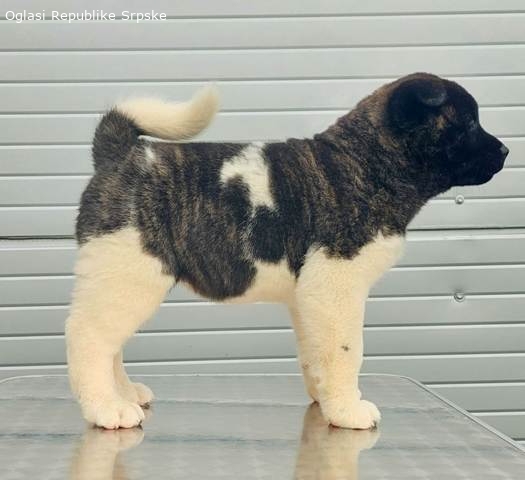 Americka Akita Stenci 12116 1