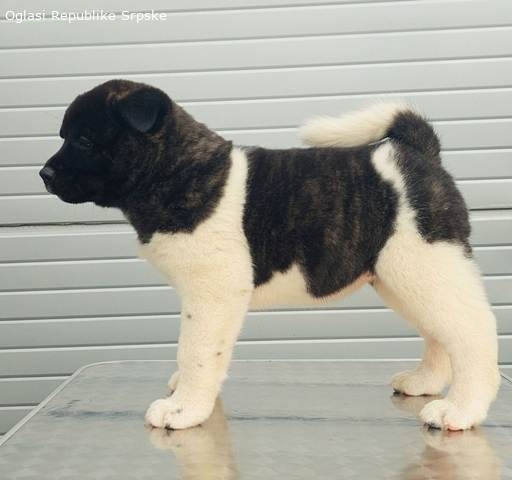 Americka Akita Stenci 12116 2