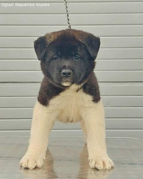 Americka Akita Stenci 12116 3