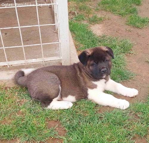 Americka Akita Stenci 12116 4