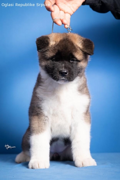 Americka Akita 11684 1