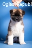 Americka Akita 11684 1 T
