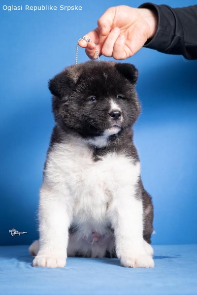 Americka Akita 11684 2