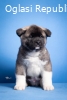 Americka Akita 11684 3 T