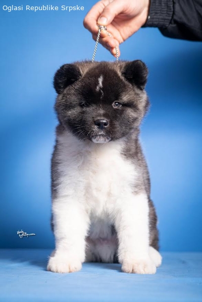 Americka Akita 11684 4