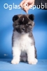 Americka Akita 11684 4 T