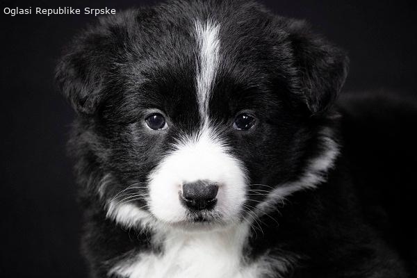 Border collie (Border koli) vrhunsko leglo