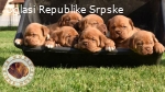 Bordoška doga štenci