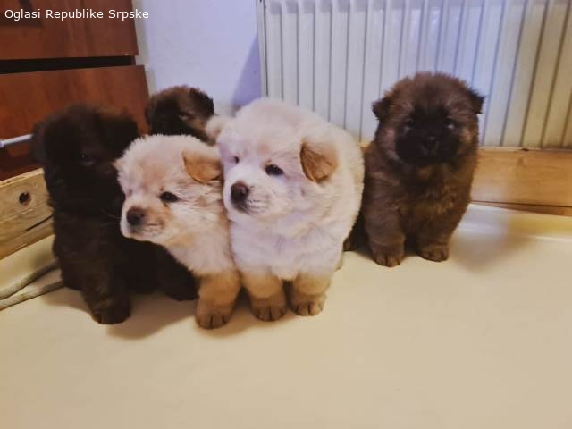 Cau Cau (Chow Chow) stenci