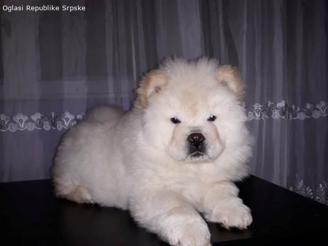 Chow Chow (Čau Čau) štenci