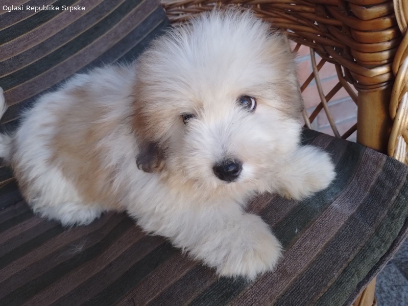 Coton de tulear, Tulearski pas štenci