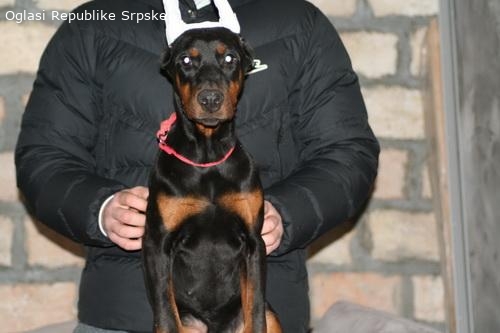 Na prodaju štenci dobermana različitog uzrasta