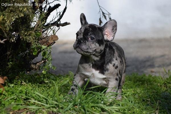 Francuski buldog, zenke