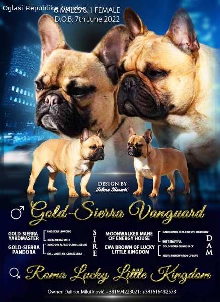 Francuski Buldog