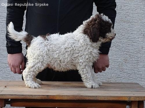 Lagotto romagnolo štenci