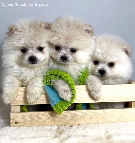 Patuljasti spic pomeranac