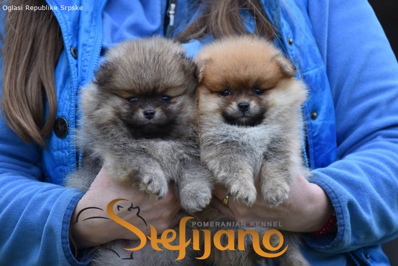 Pomeranac Boo štenci