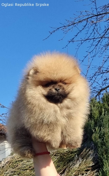 Vrhunski štenci čistokrvnih pomeranaca