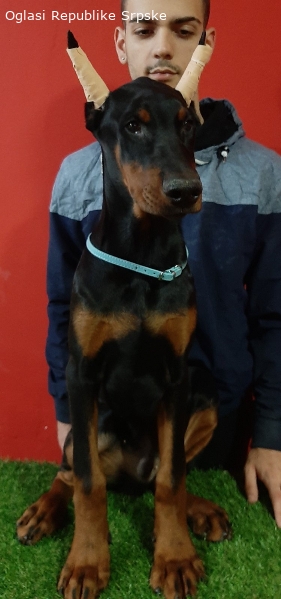 Ženke dobermana